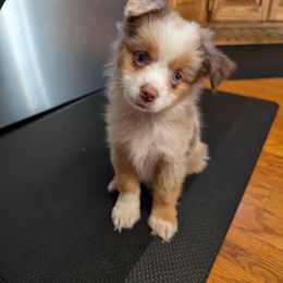 Miniature American Shepherd and Miniature Australian Shepherd Puppies from Trailside Mini Aussies