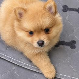 Luma - Red female Pomeranian puppy in Knoxville, Tennessee from Thea's Puppies