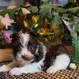 Sarge - Chocolate, tan and white male Yorkshire Terrier puppy in Lafayette, Georgia from Berggipfel Yorkies