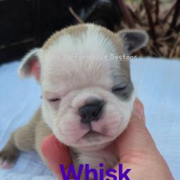 Girl 2 - Blue female Boston Terrier puppy in Griffin, Georgia from Celtic Kennel Bostons