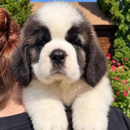 Blue Collar - Brown and white female Saint Bernard puppy in New York from Johnson Farms
