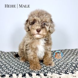 Hehe - Red merle male Aussiedoodle puppy in Southwest Ranches, Florida from Dandy Doodle Ranch