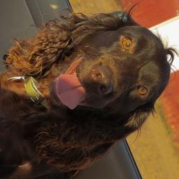 Boykin Spaniels from Jacob Appleby