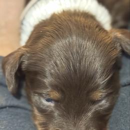 Gray Collar - male Dachshund puppy in Johnson, Vermont from RBP Dachshunds