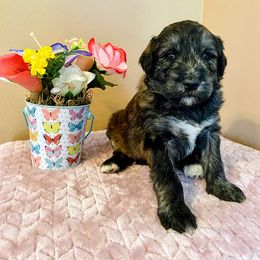 Aussiedoodle, Bernedoodle, and Poodle Puppies from Sis' Doodles & Poodles