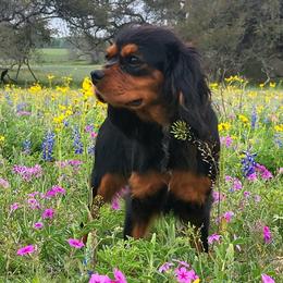 Sassy - Cavalier King Charles Spaniel