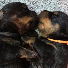 Mr. Black Collar - Black and mahogany male Rottweiler puppy in Clarksburg, West Virginia from Vom Peiffley Rottweilers, LLC