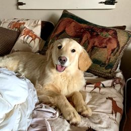 Golden Retriever All Grown Up from Highlander's Goldens of Howell