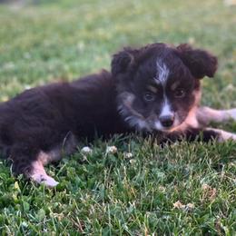 Toy Australian Shepherd Puppies from Kickapoo Creek Aussies