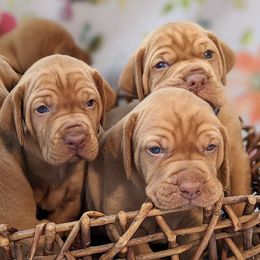 Vizslas from Walker Vizslas