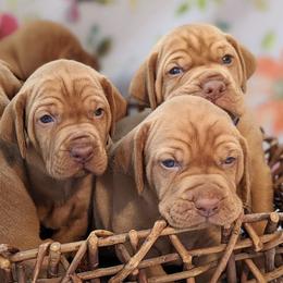 Vizslas from Walker Vizslas