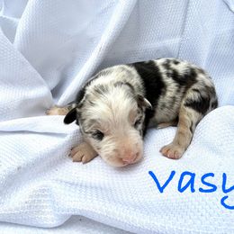 Vasyl - Blue merle male Border Collie puppy in Cedartown, Georgia from Ferguson Border Collies