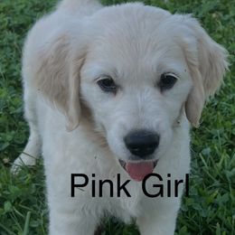 Girl 1 - female Golden Retriever puppy in Liberty, Kentucky from Janean Stark