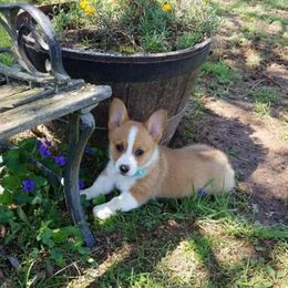 American Corgi and Pembroke Welsh Corgi Puppies from 101 Corgis
