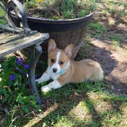 American Corgi and Pembroke Welsh Corgi Puppies from 101 Corgis
