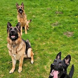 German Shepherd All Grown Up from Beau Ideal German Shepherds