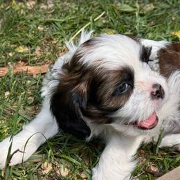 Wilma - Brindle and white female Cavatzu puppy in Saint Paul, Minnesota from Amy’s Puppy Tzu