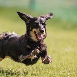 Marvel - Dachshund