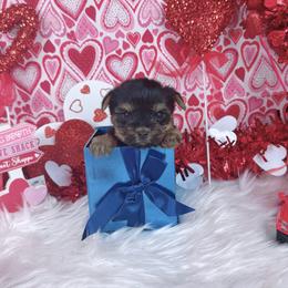 Teacup Kingsley - Black and tan male Yorkshire Terrier puppy in Lithonia, Georgia from Toy Yorkies Atlanta