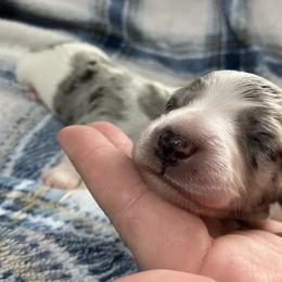 Biscuit - Dapple male Dachshund puppy in Brooksville, Florida from Dip N Doxies