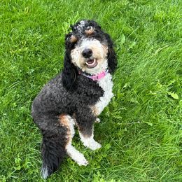 Mowgli - Bernedoodle