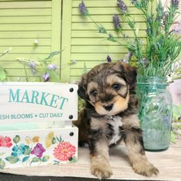Babs - Brown female Schnoodle puppy in Lebanon, Missouri from Cedar Glades Canines