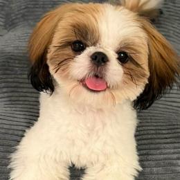 Lexi - Shih Tzu