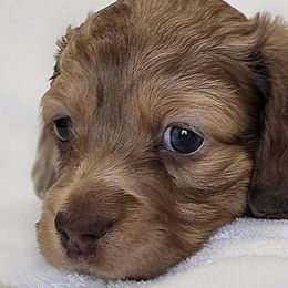 Dachshunds from LoveLee Dachshunds