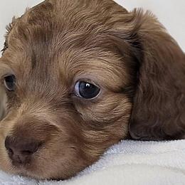 Dachshunds from LoveLee Dachshunds