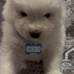 Frosty - White male Samoyed puppy in Atkinson, Nebraska from Sandhills Samoyeds