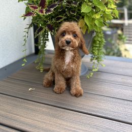 Champ - Red male Cavapoo puppy in Midland, North Carolina from Rocky River Cavapoos