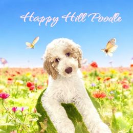 Gracie AKC Standard Parti Poodle - Parti female Poodle puppy in Ocala, Florida from Happy Hill Poodle