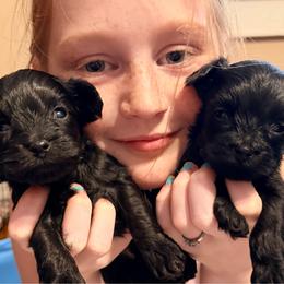 Comet - Black male Yorkipoo puppy in Cameron, South Carolina from Sassy Sailor & Company