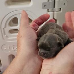 Boy 1 - Blue male Shih Tzu puppy in Wyoming, Michigan from Shih Tzu Shenanigans