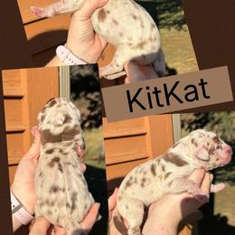 Kit Kat - Chocolate female Great Dane puppy in Wellsville, New York from Prophecy Danes