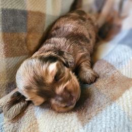 Panda - Dapple female Dachshund puppy in Orlando, Florida from Small Batch Doxies