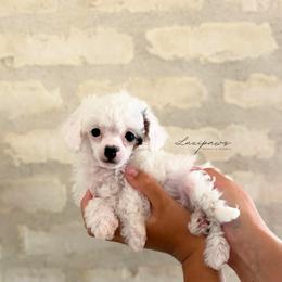 Michelangelo - Parti male Goldendoodle puppy in Ivins Utah, Utah from Luxi Paws Doodles