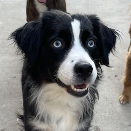 Jasmine - Miniature Australian Shepherd