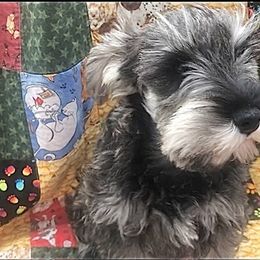 Miniature Schnauzer Puppies from MoonShadows Miniature Schnauzers