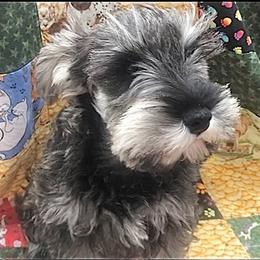 Miniature Schnauzer Puppies from MoonShadows Miniature Schnauzers