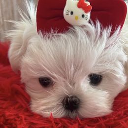 Maltese and Poodle All Grown Up from Denise’s Puppies