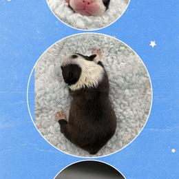 Homer - Seal and white male Boston Terrier puppy in Jacksonville, Florida from Trail’s End Boston Terriers