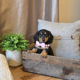 AKC Meet Gretchen :) - Black and tan female Dachshund puppy in Centerville, Iowa from Barnyard Dachshunds, Dals & Doodles