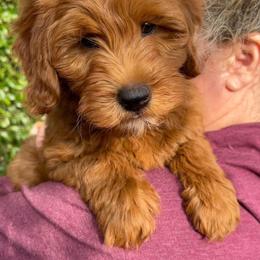 Goldendoodle Puppies from Sunnydoodle Utah