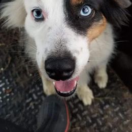 Aussiedoodles, Australian Shepherds, Miniature Australian Shepherds, and Poodles from Distinguished Doodles and More