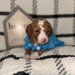 Waldo - Apricot male Poodle puppy in Hemet, California from Vallevistadoodles