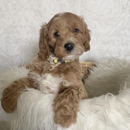 Goldendoodle Puppies from Serene Canyon Doodles