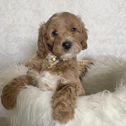 Goldendoodle Puppies from Serene Canyon Doodles