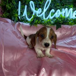 Harry - Piebald male Dachshund puppy in Lake City, Florida from My Ditzy Doxies of Florida