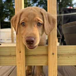 Labrador Retriever Puppies from Ashton White's Labrador Retrievers